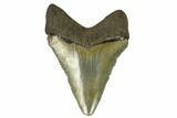 Serrated, Juvenile Megalodon Tooth - Georgia #115711-1
